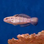 Banded Goby