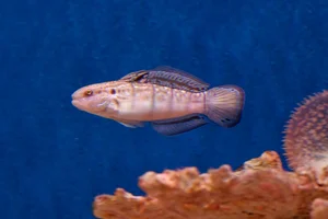 Banded Goby