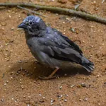 Grey-capped Social-Weaver
