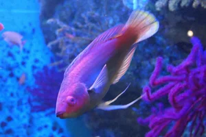 Peacock wrasse