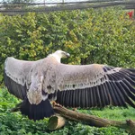 Western Griffon Vulture