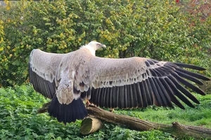 Westelijke vale gier