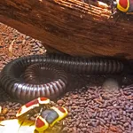Spirostreptus servatius