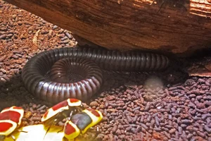 Spirostreptus servatius