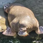 Pacific walrus