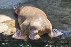 Pacifische walrus