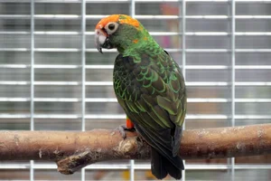Congopapegaai