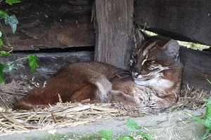 Aziatische Goudkat
