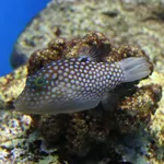 Hawaiian Whitespotted Toby