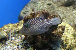 Hawaiian Whitespotted Toby