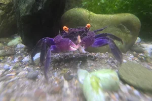 Paarse vampierkrab