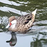 White-cheeked Pintail