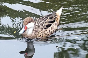 Noordelijke Bahamapijlstaart