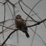 Cut-throat Finch