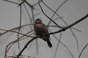Bandvink