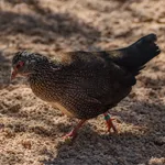 Stone Partridge