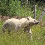 Brown Bear