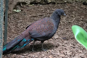 Bergpauwfazant