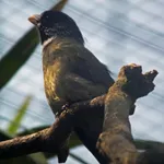 Collared Finchbill