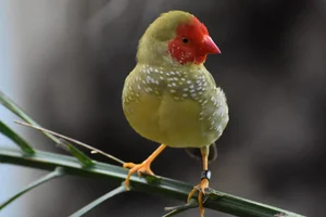 Star Finch