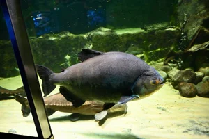 Zwarte pacu