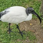 African Sacred Ibis