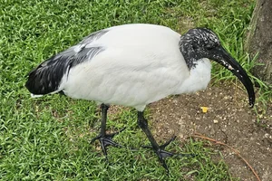 Heilige ibis