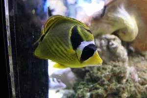 Mond-Falterfisch
