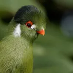 White-cheeked Turaco
