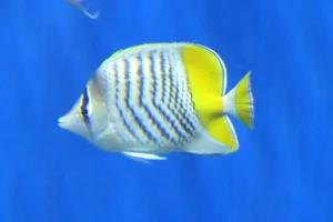 Merten's Butterflyfish