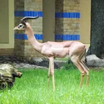 Gerenuk