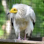 Eastern Egyptian Vulture