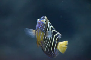 Goldtail Angelfish