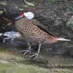 White-cheeked Pintail