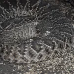 Eastern Diamondback Rattlesnake