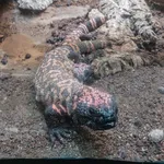 Mexican Beaded Lizard