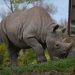 Black Rhino