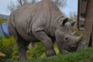 Puntlipneushoorn