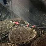 Oreophoetes peruana (Saussure, 1868)