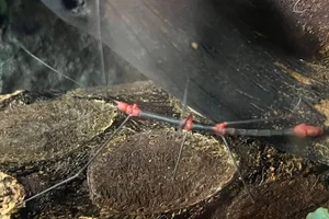 Oreophoetes peruana