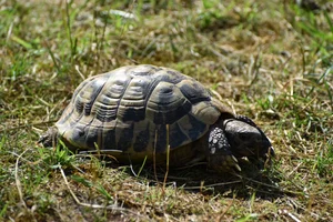 Moorse landschildpad