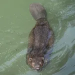 North American Beaver