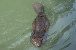 Canadese bever
