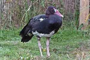 Zuidelijke spoorwiekgans