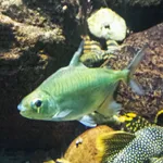 Sheep pacu