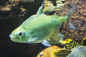 Sheep pacu