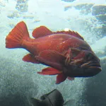 vermilion rockfish
