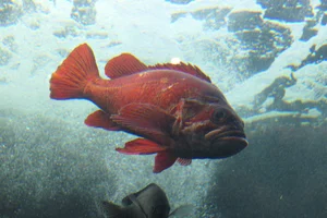 vermilion rockfish