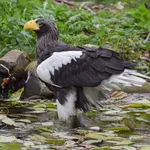 Steller's Sea Eagle