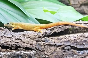 Robert Mertens' Day Gecko